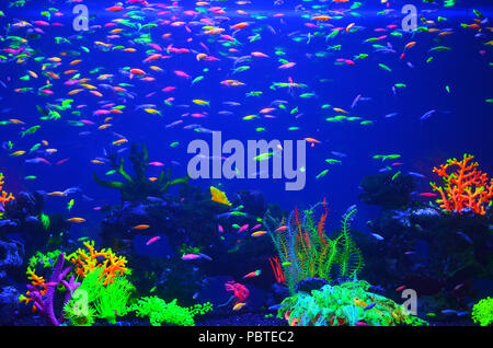 Viele kleine, multi-korrodierte Fisch in reinen blauen Wasser schwimmen nach dem Zufallsprinzip, Korallen in verschiedenen Farben, am Boden liegen. Stockfoto