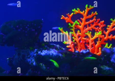 Bunte helles Neon Coral auf einem Meer steinig unter Wasser in Blau Stockfoto