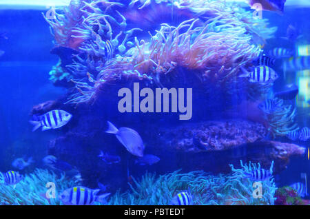 Kleine Fische schwimmen um einen Stein bedeckt mit Moos und Coral Stockfoto