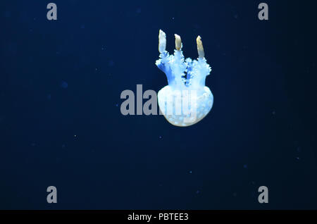 Eine weiße Qualle mit großen Tentakeln schwimmt Kopf unten in dunklen Wasser Stockfoto