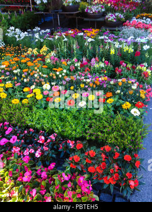 Viele Blumentöpfe für den Verkauf am freien Markt in der Straße Marktplatz angeordnet. Landwirtschaft, Bauernhof, Garten, Business Konzept Stockfoto