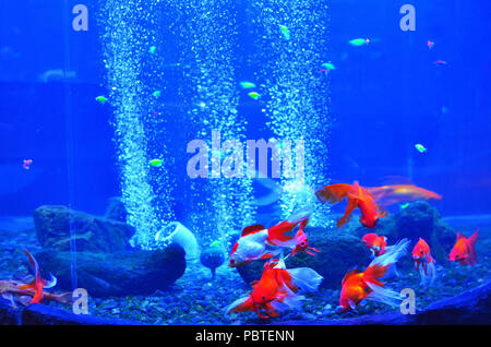 Rot mit weißen kleinen Fisch schwimmt auf dem steinigen Tag des Aquariums mit Blasen Stockfoto