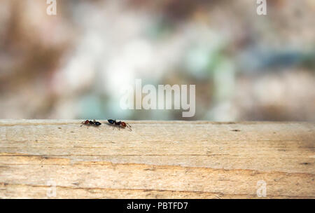 Zwei Arbeiter Ameisen über einen Holzbalken mit einem bunten, verschwommen, bokeh Hintergrund mit viel Platz für Text kopieren Stockfoto