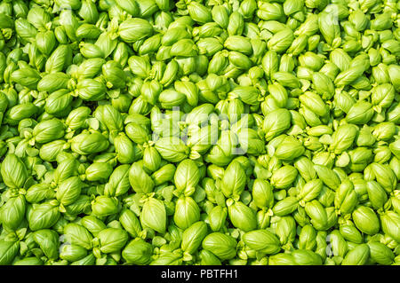 Basilikum Sämlinge, grünen Sämling aromatische herp (Ocimum basilicum) Stockfoto