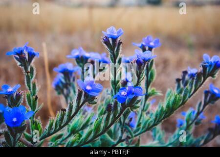 Zarte blau Blumen, große blaue alkanet (Anchusa arvensis) in den Wilden Stockfoto