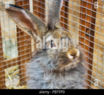 Porträt einer cute adorable Grauer Hase Kaninchen stehend in einem Käfig Stockfoto