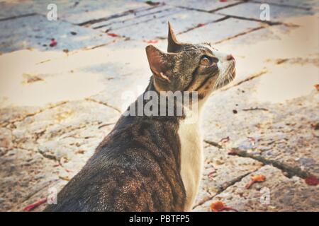 Cute Kitty tabby Katze, die Sonne genießen und die Jagd in einem Park im Sommer Stockfoto