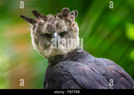 Harpyie panamas Nationalvogel Stockfoto