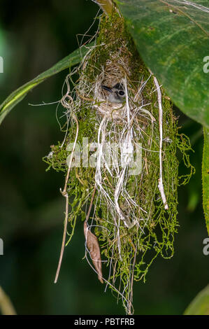 Kleiner Vogel in seinem Nest im Regenwald Stockfoto