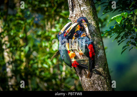 Gruppe von collared aracari oder flok von collared araçari (Pteroglossus torquatus) ist ein Toucan hier als Loch Familie gesehen Stockfoto