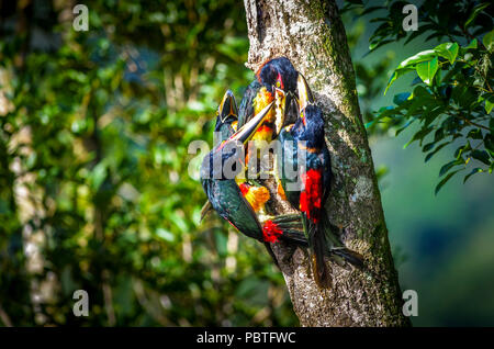 Gruppe von collared aracari oder flok von collared araçari (Pteroglossus torquatus) ist ein Toucan hier als Loch Familie gesehen Stockfoto