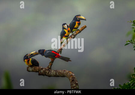 Gruppe von collared aracari oder flok von collared araçari (Pteroglossus torquatus) ist ein Toucan hier als Loch Familie gesehen Stockfoto