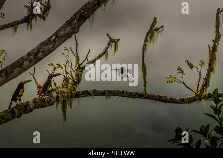 Collared aracari Flying BIF während 2 andere collared araçari s (Pteroglossus torquatus) beobachtet im Nebelwald von Panama sind Stockfoto