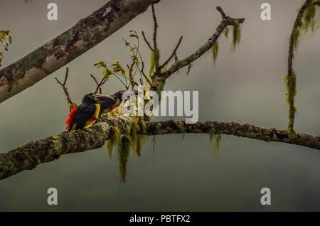 Gruppe von collared aracari oder flok von collared araçari (Pteroglossus torquatus) ist ein Toucan hier als Loch Familie gesehen Stockfoto