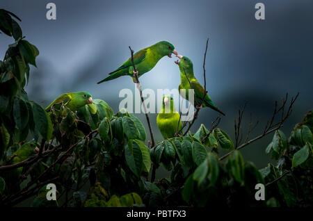 Die orange, dass parakeet (Sperlingsvögel jugularis), auch bekannt als die Tovi Sittich, ist eine kleine überwiegend grünen Papagei der Gattung Sperlingsvögel. Stockfoto