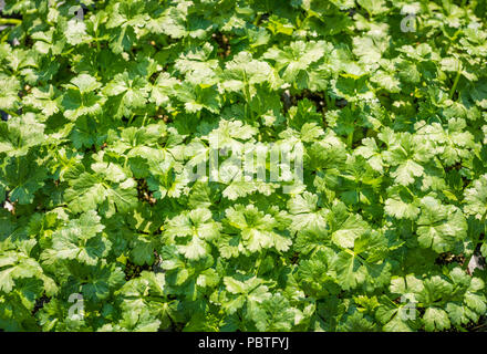 Flachbild-leaved Petersilie. Petersilie Petroselinum crispun.. Grüne Blätter. Petersilie wächst im Garten Stockfoto