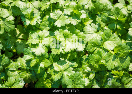 Flachbild-leaved Petersilie. Petersilie Petroselinum crispun.. Grüne Blätter. Petersilie wächst im Garten Stockfoto