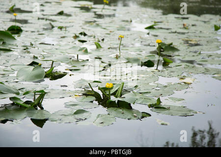 Blühende Blumen am See auf dem Land im Sommer. Stockfoto