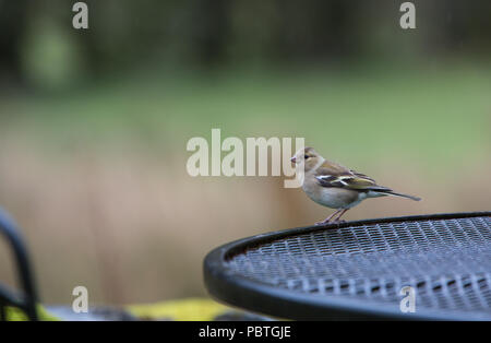 [Weibliche Buchfink Fringilla coelebs] auf Garten Tisch Stockfoto