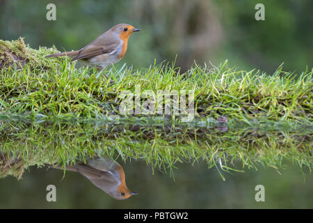 Robin [Erithacus rubecula] auf Gras bei Waters Edge mit Reflektion Stockfoto