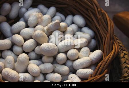 Weiß seidenraupenkokons in einer Hand geflochtenen Weidenkorb Stockfoto