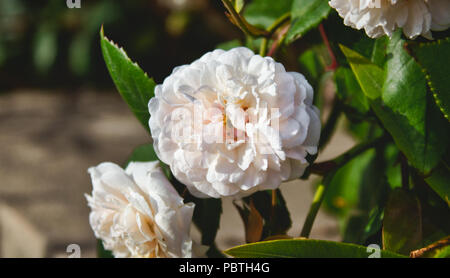 Close-up auf einer Blume in einem wilden weißen Rose Bush in der Landschaft Stockfoto