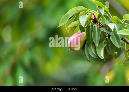 Europäische Birne oder Birnbaum auf Ast Stockfoto