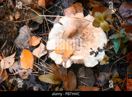 Auf dem Boden unter den Herbst Blätter wachsen syroezhkina Pilze. Stockfoto