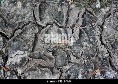 Stark getrockneter, rissiger, gewellter Schlamm und Schlammrisse. Stockfoto