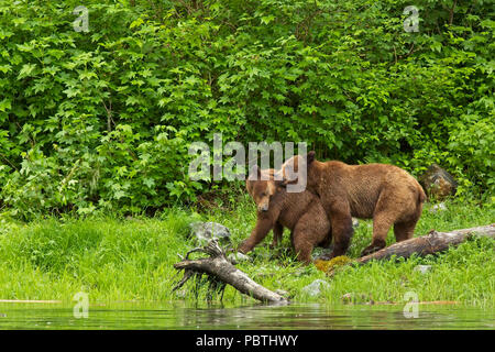 Grizzly Bären Paarung Stockfoto