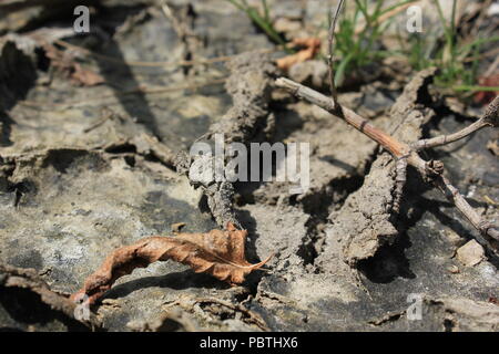 Stark getrockneter, rissiger, gewellter Schlamm und Schlammrisse. Stockfoto