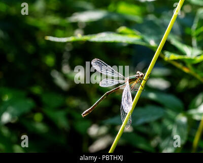 Eine knappe Emerald Damselfly, Lestes dryas, in der Sommersonne. Stockfoto