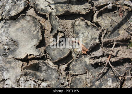 Stark getrockneter, rissiger, gewellter Schlamm und Schlammrisse. Stockfoto