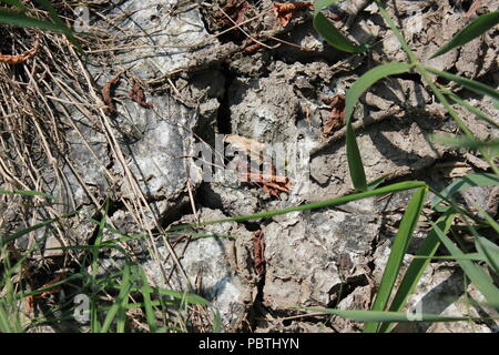 Stark getrockneter, rissiger, gewellter Schlamm und Schlammrisse. Stockfoto