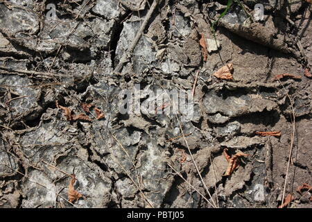 Stark getrockneter, rissiger, gewellter Schlamm und Schlammrisse. Stockfoto