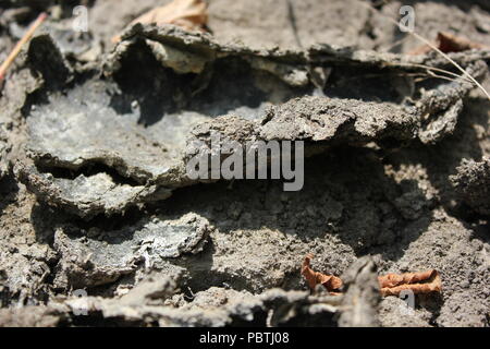 Stark getrockneter, rissiger, gewellter Schlamm und Schlammrisse. Stockfoto