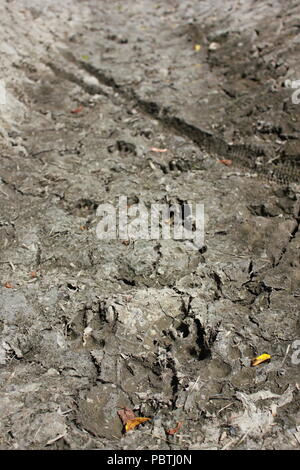 Stark getrockneter, gerissener, gewellter Schlamm und Schlammrisse. Stockfoto