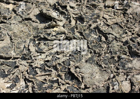 Stark getrockneter, rissiger, gewellter Schlamm und Schlammrisse. Stockfoto