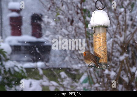 Robin im Schnee Stockfoto