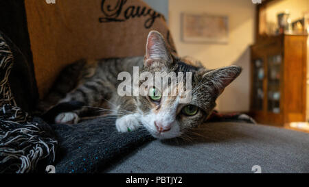 Adorable Calico Katze legt sich auf einen Stuhl und genießen die Sonne. Ihre wunderschönen, grünen Augen schauen direkt in die Kamera. Stockfoto