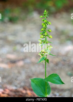 Epipactis Helleborine, die Breite-leaved Helleborine, eine Terrestrische Arten der wilden Orchidee. Stockfoto