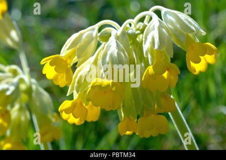 Schlüsselblume (Primula Veris), in der Nähe eines beleuchtete Blütenkopf. Stockfoto