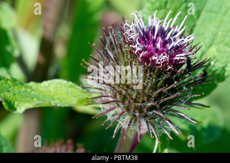 Weniger Klette (arctium minus, möglicherweise arctium pubens), in der Nähe von einer einzigen Blume Kopf, Detail. Stockfoto