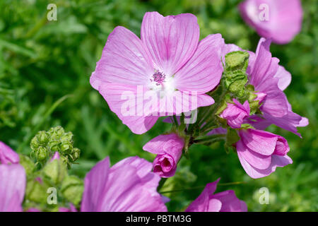 Moschus Malve (Malva moschata), in der Nähe einer blühenden Leiter der Gemeinsamen rosa Sorte. Stockfoto