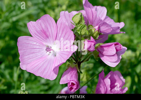 Moschus Malve (Malva moschata), in der Nähe einer blühenden Leiter der Gemeinsamen rosa Sorte. Stockfoto