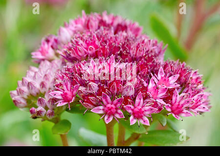 Orpine (Sedum telephium), in der Nähe einer einzelnen Blüte. Stockfoto