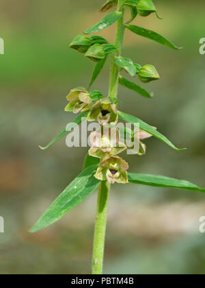 Epipactis Helleborine, die Breite-leaved Helleborine, eine Terrestrische Arten der wilden Orchidee. Stockfoto