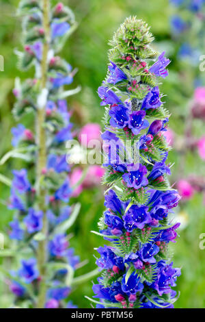 Der Viper Bugloss (echium vulgare), in der Nähe einer blühenden Spike mit einem Secong im Hintergrund. Stockfoto