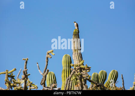 Nach Wanderfalken FALCO PEREGRINUS, auf cardon Kaktus, Isla Rasa, Baja California, Mexiko. Stockfoto