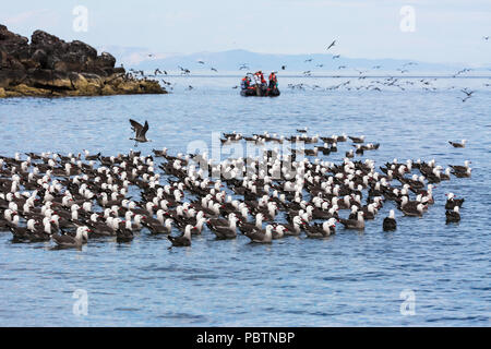 Eine Herde von heermann von Möwen, Larus heermanni, ruht auf Wasser, Isla Rasa, Baja California, Mexiko. Stockfoto